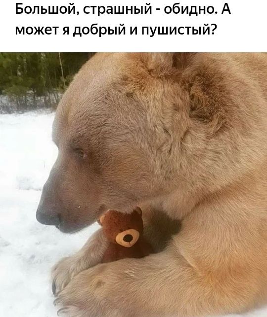 Большой страшный обидно А может я добрый и пушистый