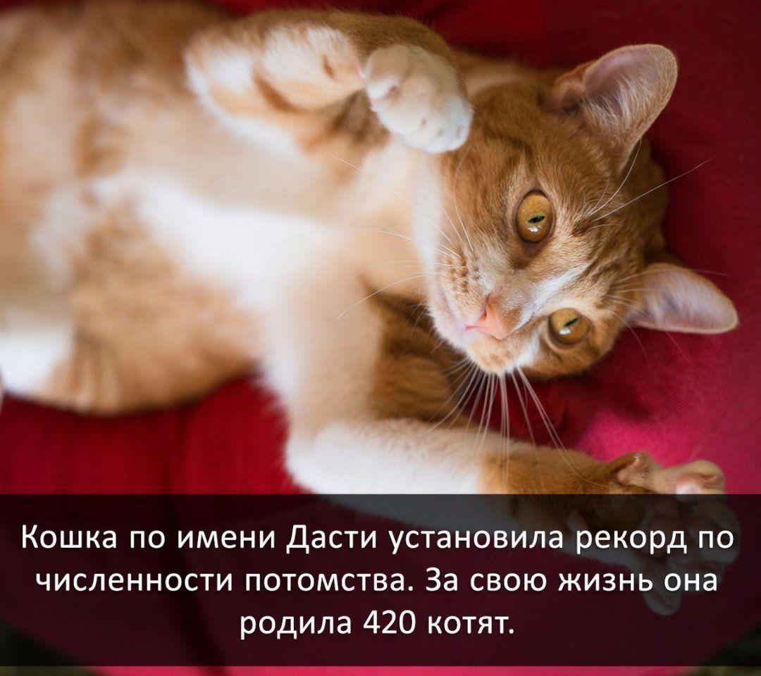 Кошка по имени Дасти установила рекорд по численности потомства За свою жизнь она родила 420 котят