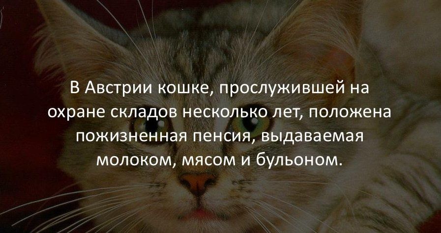 В Австрии кошке прослужившей на охране складов несколько лет положена пожизненная пенсия выдаваемая молоком мясом и бульоном