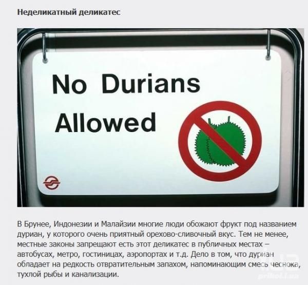 Неделикатный деликатес мо випап5 апоуеа в брунее, индонезии и малайзии многие люди обожают фрукт под названием! Дуригн, у которого очень приятный ореховосливочный вкус. Тем не менее, местные законы запрещают есть этот деликатес в публичных местах  автобусах, метро, гостиницах, аэропортах и т.д. Дело в том, что дуриз обладает на редкость отвратительным запахом, напоминающим смесь чесноже тухлой рыбы и канализации.
