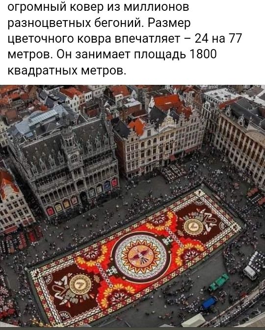 огромный ковер из миллионов разноцветных бегоний Размер цветочного ковра впечатляет 24 на 77 метров Он занимает площадь 1800 квадратных метров