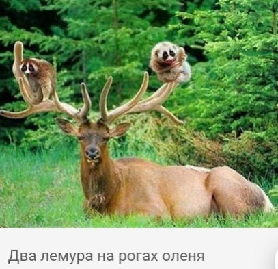 Два пемура на рогах оленя