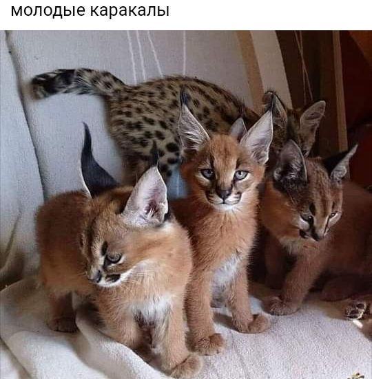 молодые каракалы