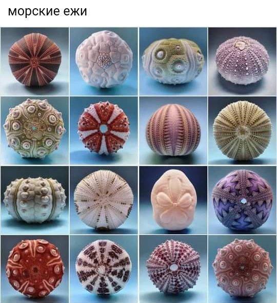морские ежи
