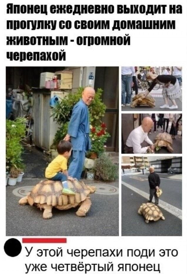 японец ежедневно выходит на ппопшни со своим домашним животным атомном чепепакой У этой черепахи поди это уже четвёртый японец