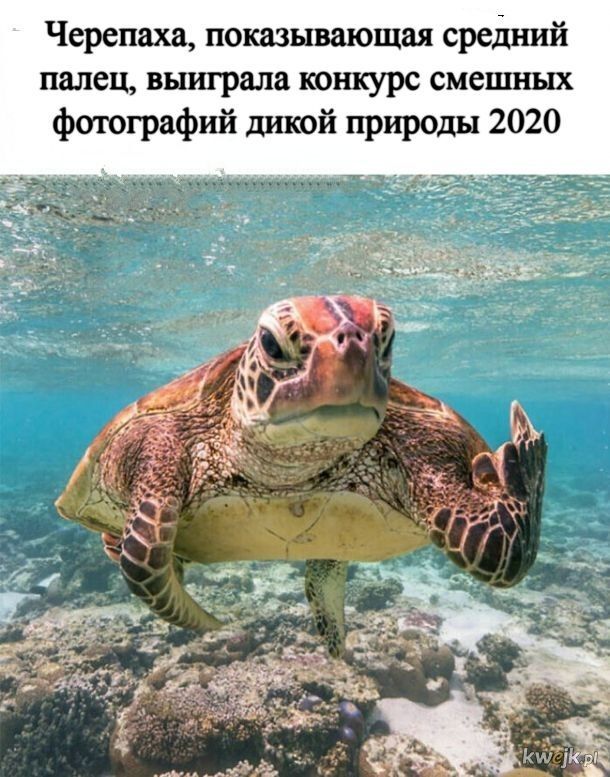 Черепаха показывающая средний палец выиграла конкурс смешных фагографий дикой природы 2020