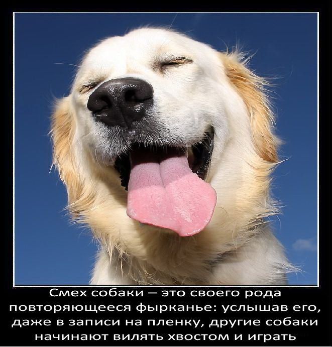 Смех собаки это своего рода повторяющееся фырканье услышав его даже в записи на пленку другие собаки начинают вилять хвостом и играть