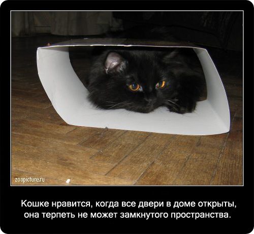 Кошке нравится когда все двери в диме открыты она терпеть не может замкнутого пространства