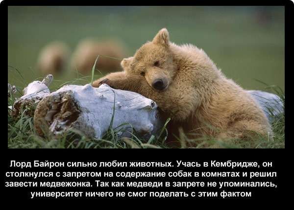 Лорд Байрон сильно любил животных Учась в Кембридже гж сюлкиупся запретом на содержание собак в комиажах и решил завести медвежонка Так как медведи в запрете ие упоминались университет ничего не смог поделать этим фактом