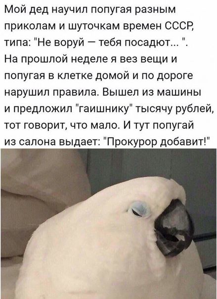 Мой дед научил попугая разным приколам и шуточкам времен СССР типа Не воруй тебя посадюг На прошлой неделе я вез вещи и попугая в клетке домой и по дороге нарушил правила Вышел из машины и предложил гаишнику тысячу рублей тот говорит что мало И тут попугай из салона выдает Прокурор добавит