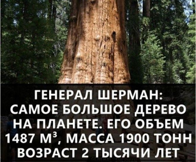 ГЕНЕРАЛ ШЕРМАН САМОЕ БОЛЬШОЕ дЕРЕВО НА ПЛАНЕТЕ ЕГО ОБЪЕМ 1487 МЗ МАССА 1900 ТОНН ВОЗРАСТ 2 ТЫСЯЧИ ЛЕТ