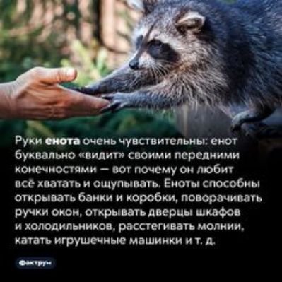 Руки ини очень чувспитвпъин енот буквально пилит своими передними конечностями пт юному он люби все мы ощупь ить Еиоы способ шрыпуь банки и короб ш поворачивал ручки оком стршать дверцы шкаФов и лоюдипьиицоц расстегивать мопиии ката игрушечные машинки и т д