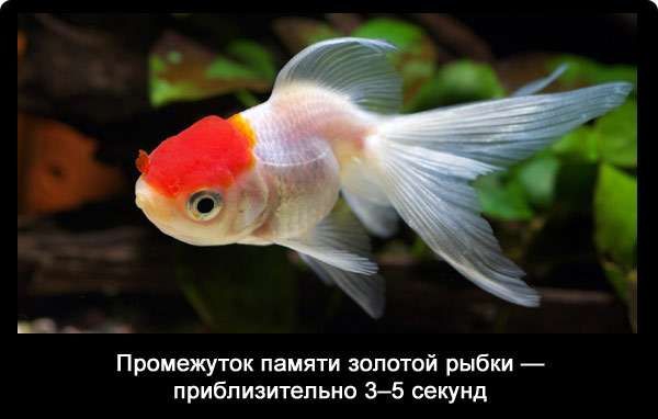 Промежутк памяти золотой рыбки приблизительно 35 секунд
