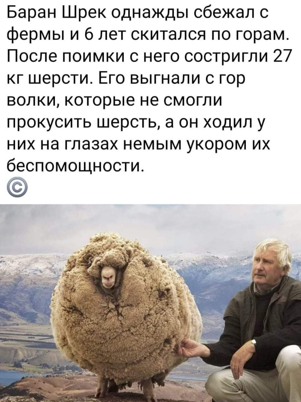 Баран Шрек однажды сбежал с Фермы и 6 лет скитался по горам После поимки с него состригпи 27 кг шерсти Его выгнали гор волки которые не смогли прокусить шерсть а он ходил у них на глазах немым укором их беспомощности