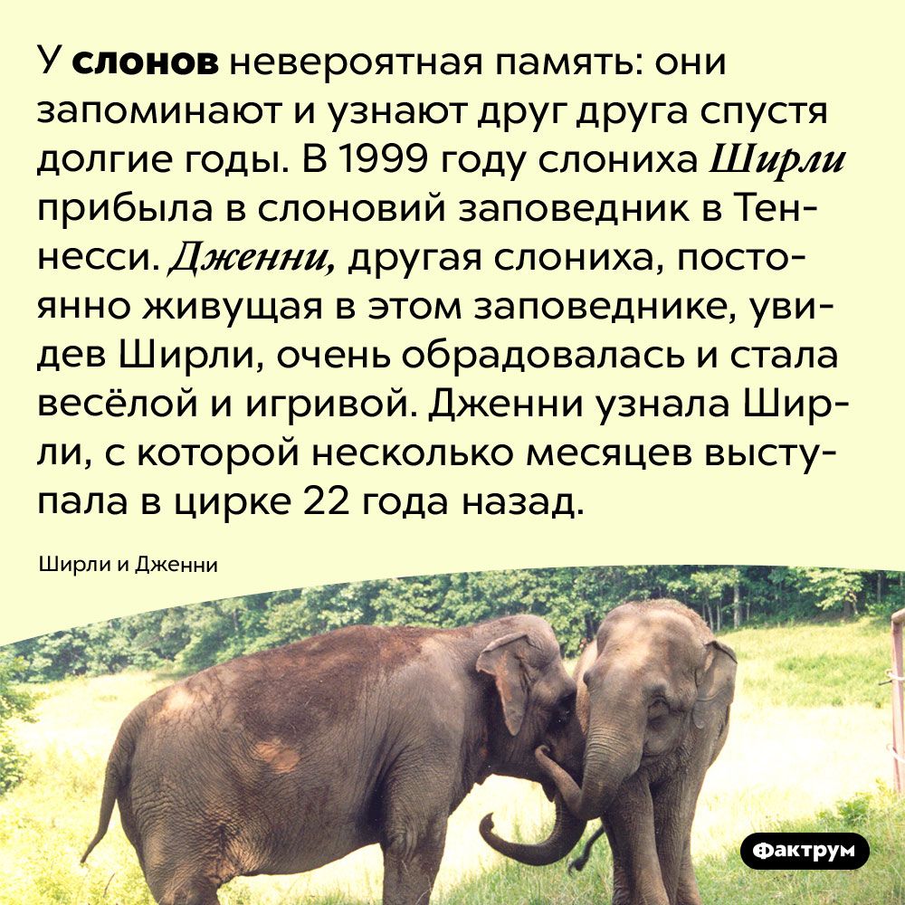 у СЛОНОВ невероятная ПЭМЯТЬ ОНИ запоминают и узнают друг друга спустя долгие годы В 1999 году спониха Ширли прибыла в слоновий заповедник в Тен нессиДжтии другая слониха посто янно живущая в этом заповеднике уви дев Ширли очень обрадовалась и стала весёлой и игривой дженни узнала Шир ли с которой несколько месяцев высту пала в цирке 22 года назад Ширли д