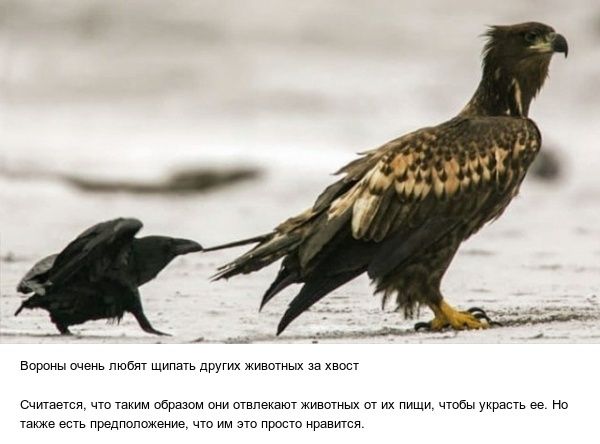 мы им за нос смд мы м ммм но ц _ пр л и