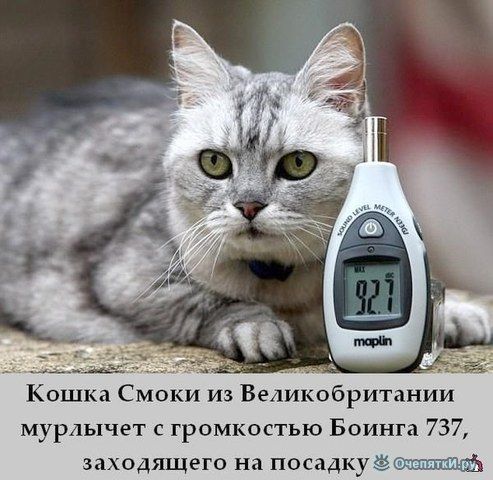 ж щ Кошка Смоки из Великобритании мурлычет с громкостью Боинга 737 заходящего на посадку