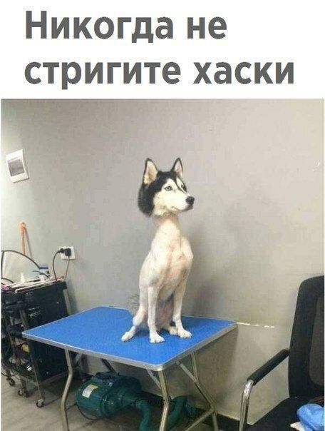 Никогда не стригите хаски