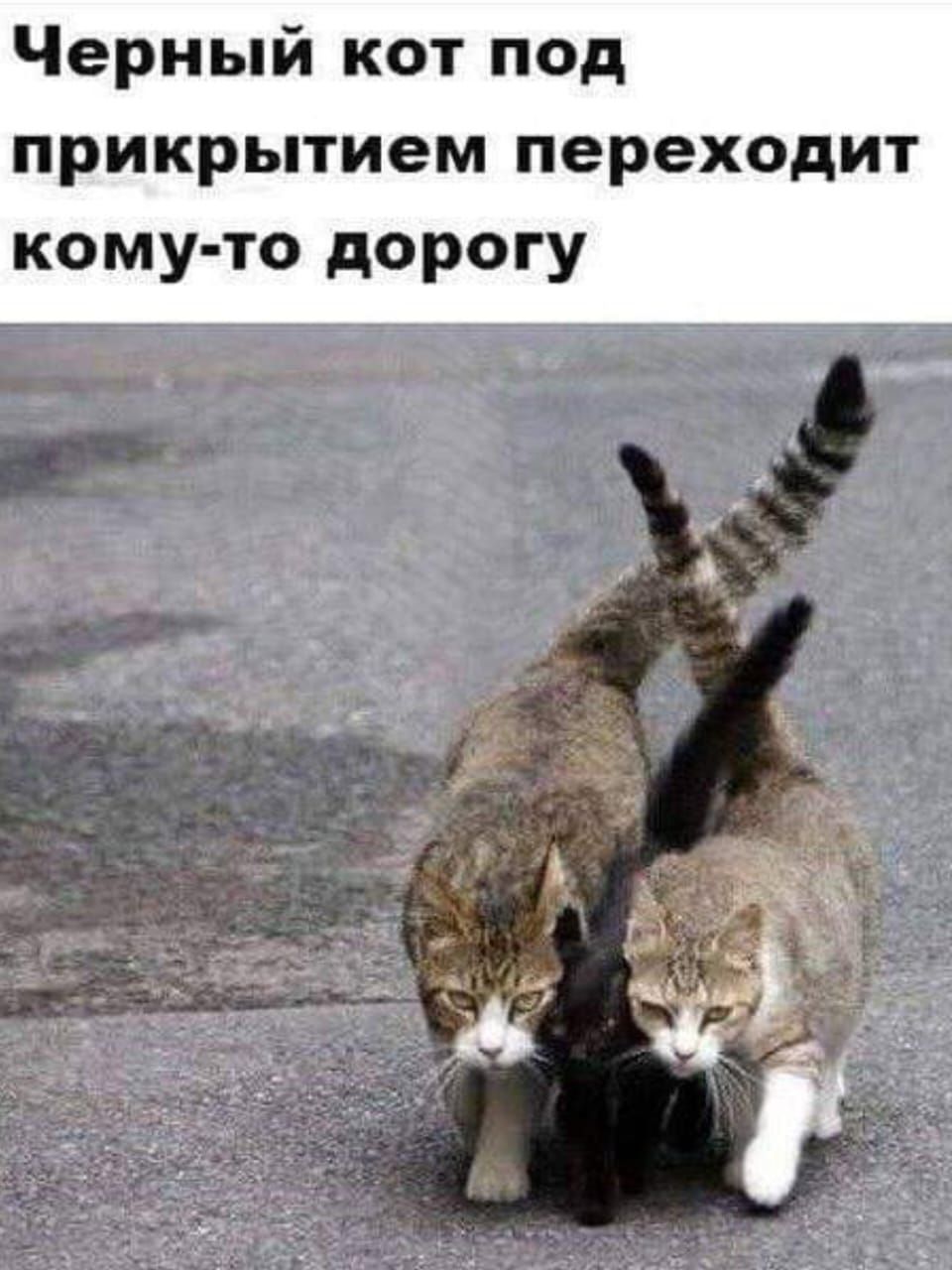 Черный кот под прикрытием переходит кому то дорогу