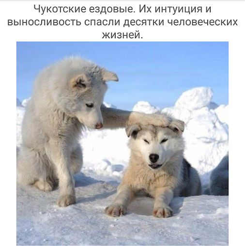 Чукотские ездовые Их интуиция и выносливость спасли десятки человеческих жизней