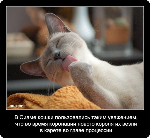 шлаки в Сиеме кошки пользовались таким уважением что во время коронации нового короля их везли в карете во процессии