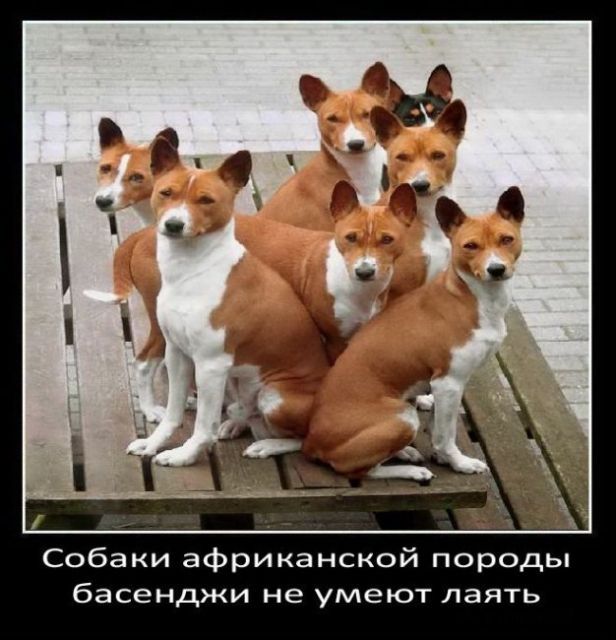 Собаки африканской породы басенджи не умеют лаять