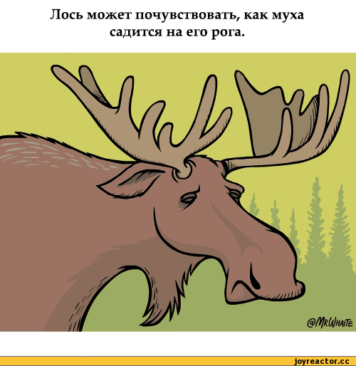л может почувствовать как муха садится на его рига