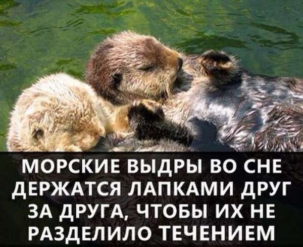 МОРСКИЕ ВЫДРЫ ВО СНЕ дЕРЖАТСЯ ЛАПКАМИ дРУГ ЗА дРУГА ЧТОБЫ ИХ НЕ РАЗДЕЛИЛО ТЕЧЕНИЕМ