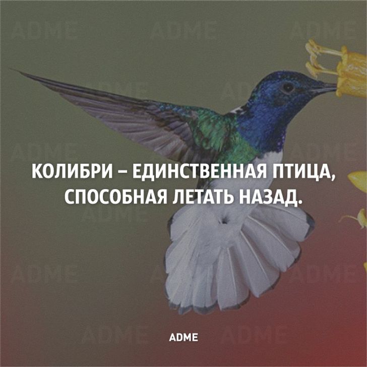 Ани