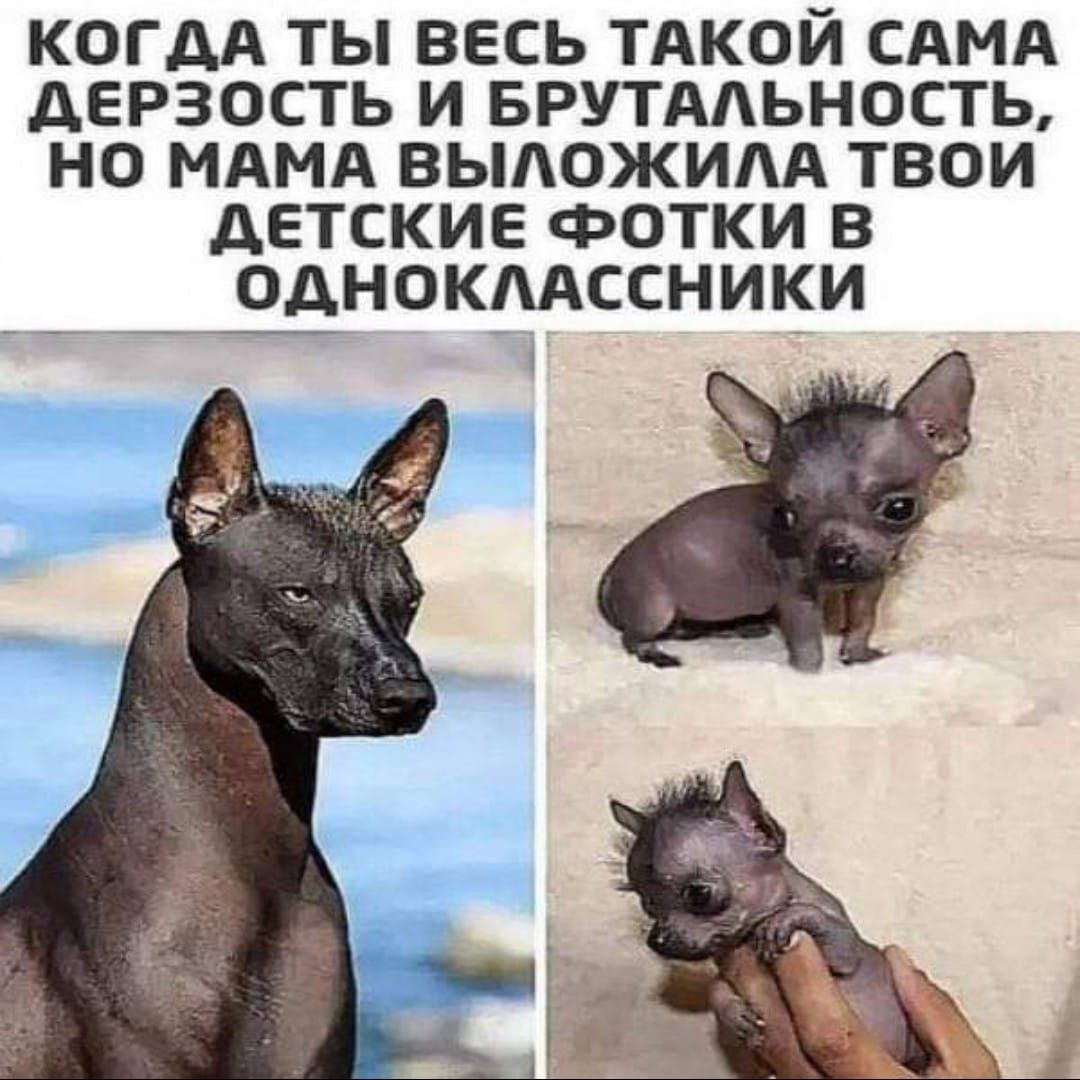 КОГДА ТЫ ВЕСЬ ТАКОИ САМА дЕРЗОСТЬ И БРУТААЬНОСТЬ НО МАМА ВЫАОЖИАА ТВОИ АЕТСКИЕ ФОТКИ В ОДНОКААССНИКИ
