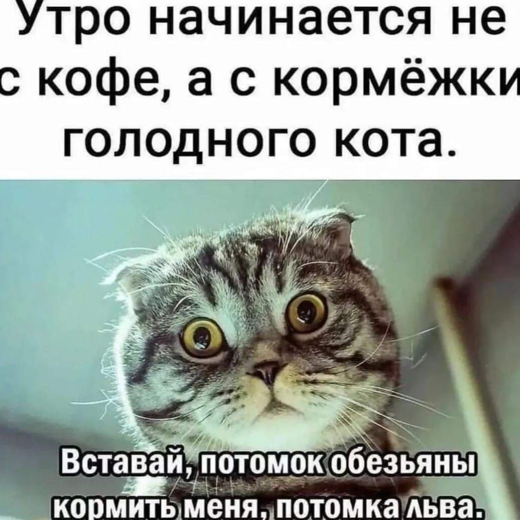 тро начинается не кофе а с кормёжк голодного кота ВстазізайТііотомок обезьяны _ кормитьменяпотомкаьва