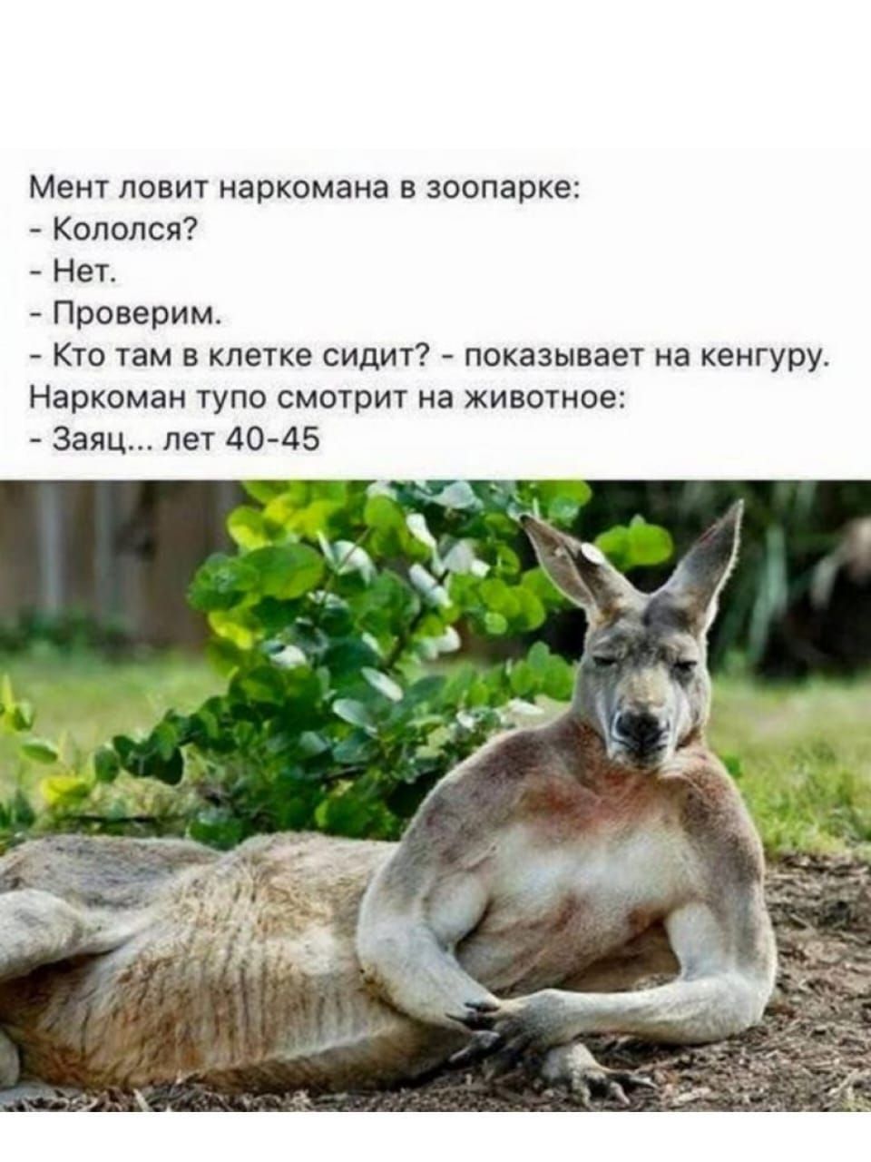 Мет ловит наркомана в зоопарке Копппся Нет Проверим Ктп там в клетке сидит показывает на кенгуру Наркоман ТУПО СМОТОИТ а ЖИВОТЙОЕЗ Заяц лет 40 45