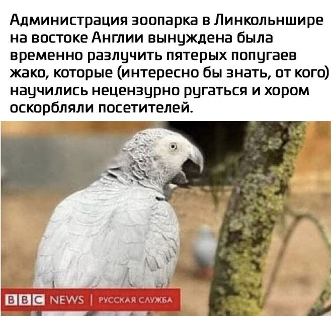 Администрация зоопарка в Линкольншире на востоке Англии вынуждена была ВРЕМЕННО РЭЭЛЦЧИТЬ ПЯТЕРЫХ ПППЦГВЕВ жвко которые интересно бы знать от кого научились нецензурно ругаться и хором оскорбляли посетителей Г п и ВШС1ЩЧАР и с __ П
