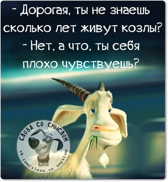 дорогая ты не знаешь сколько пет живут козлы Нет а что ты себя