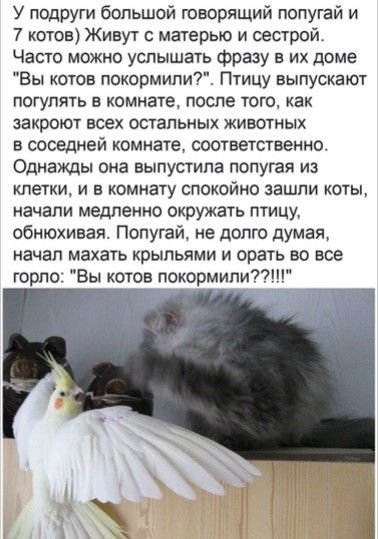 У подруги большой творящий попугай и 7 котов Живут с матерью и сестрой Часто можно услышать фразу в их доме Вы котов покормили7 Птицу выпускают погулять в комнате после того как закроют всех остальных животиык в соседней комнате соответственно Однажды она выпустила попугая из клетки и в комнату спокойно зашли коты начали медленно окружать птицу обнюхивая Попугай не долго думая начал махать крыльям