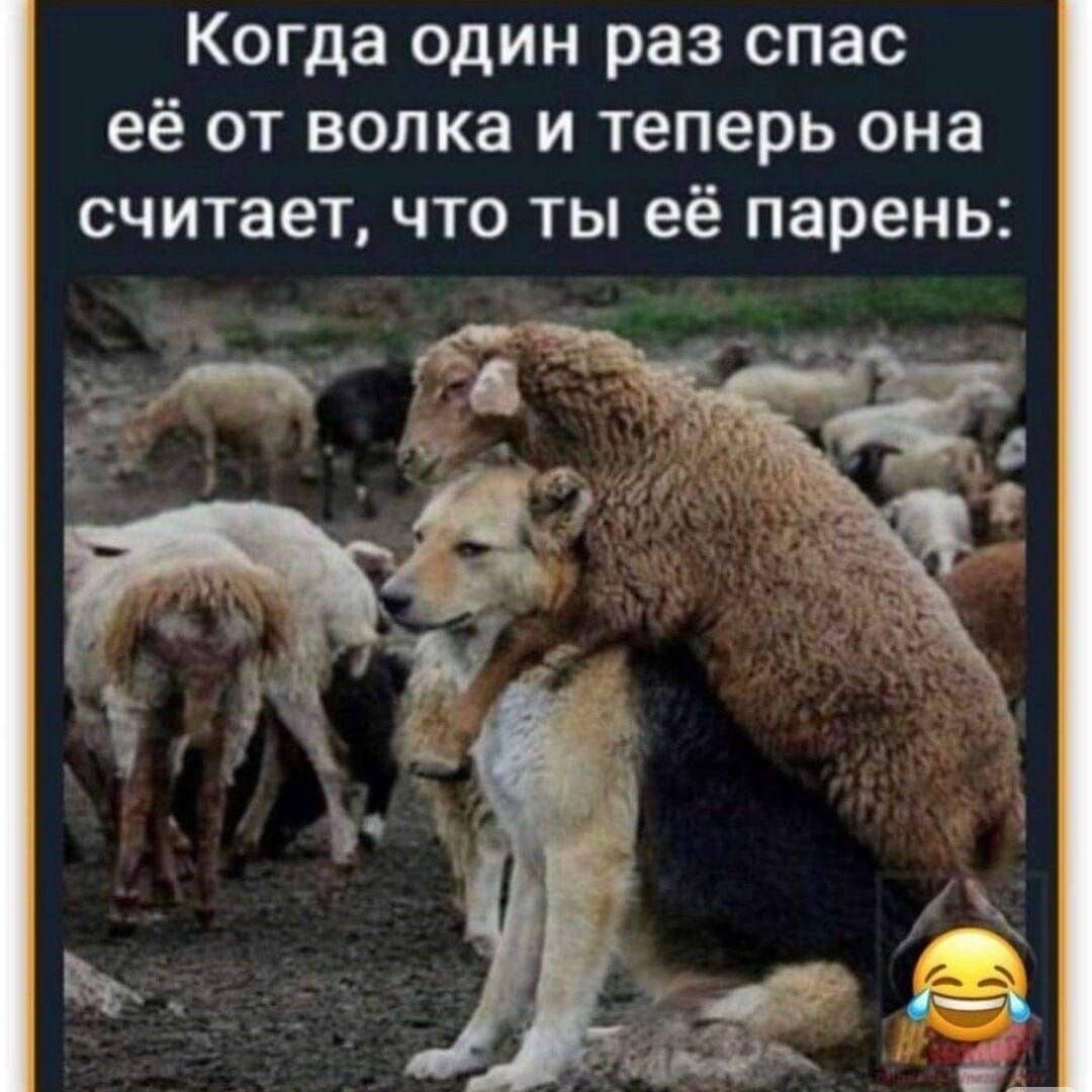 Когда один раз спас её от волка и теперь она считает что ты её парень