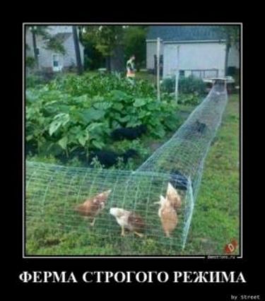 ФЕРМА С ТРОГОГО РЕЖИМА