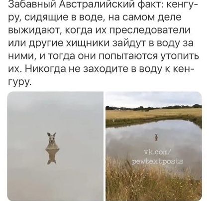Забавный Австралийский Факт кенгу ру сидящие в воде на самом деле выжидают коГда их преследователи ипи дрУгие хищники зайдут в воду за ними и тогда они попытаются утопить их Никогда не заходите в воду кен ГУОУА