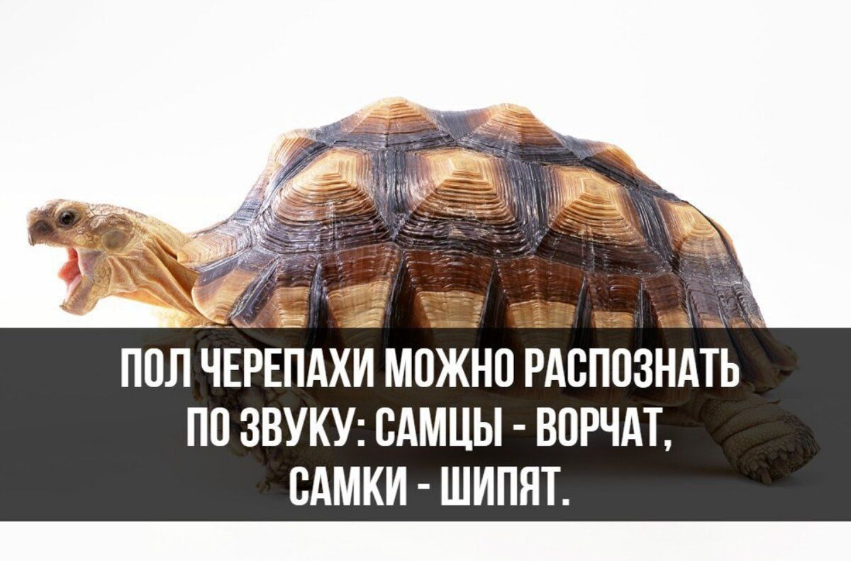 Ц 235 _ п _ ППЛ ЧЕРЕПАХИ МПЖНО РАЁППЗНМЪ ПП ЗВУКУ БАМЦЫ ВПРЧАТ ПАМКИ ШИПЯТ