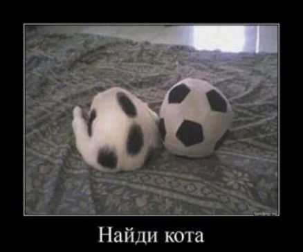 Найди кота