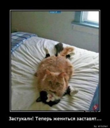 застукали Теми жениться эта яп