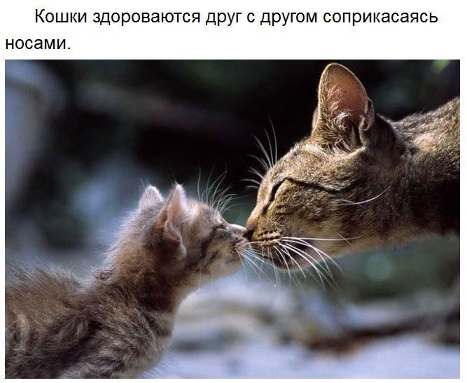 Кошки щороваются дРУГ с другом соприкасаясь носами