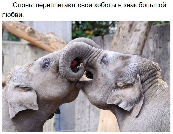 Слоны переплетают свои хоботы в знак большой любви