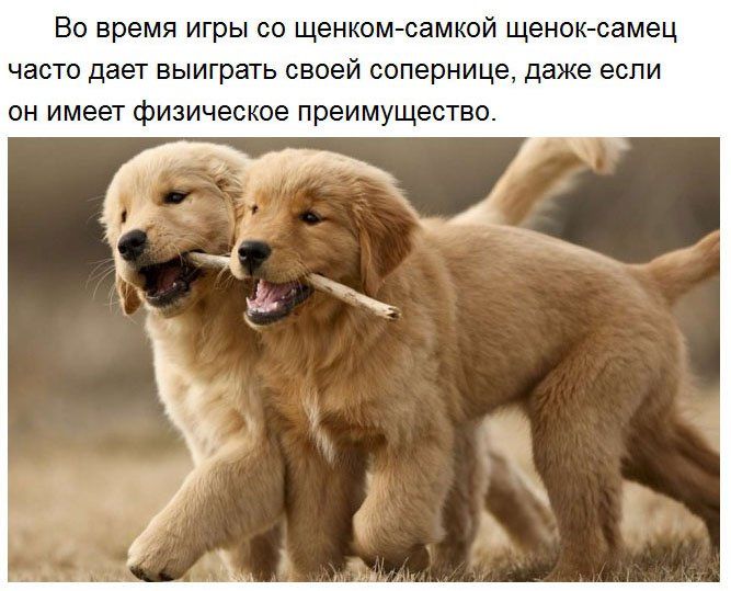 Во время игры со щенком самкой щенок самец часто дает выиграть своей сопернице даже если он имеет физическое преимущество