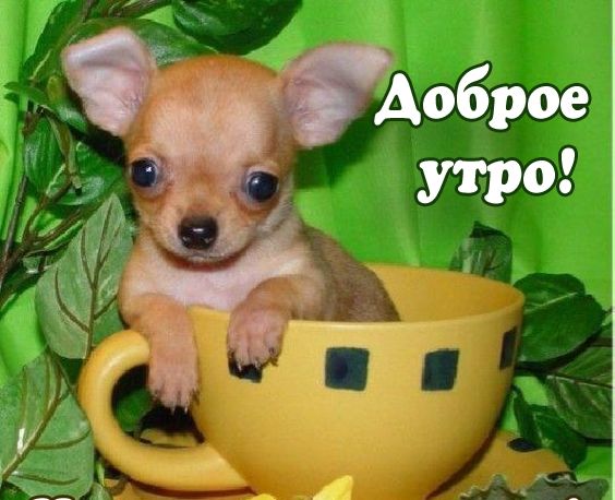 А оброе