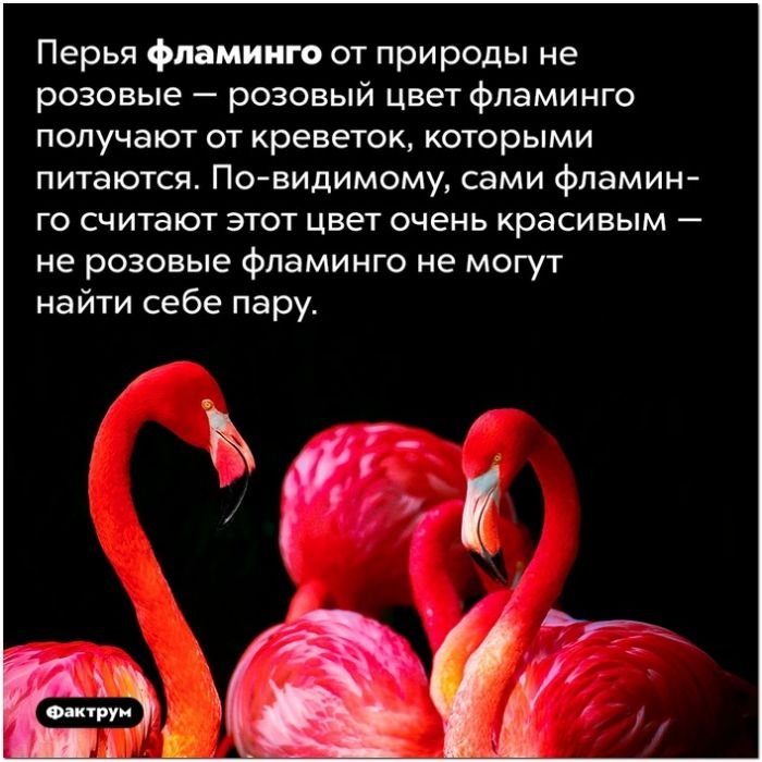 Перья фламинго от природы не розовые розовый цвет фламинго получают от креветок которыми питаются По видимому сами фпамит ГО считают ЭТОТ цвет очень красивым _ не розовые фламинго не могут найти себе пару 5554