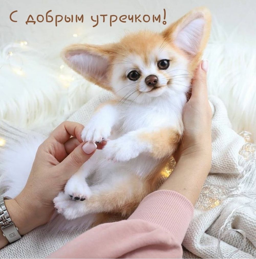 С добрым кдтречком