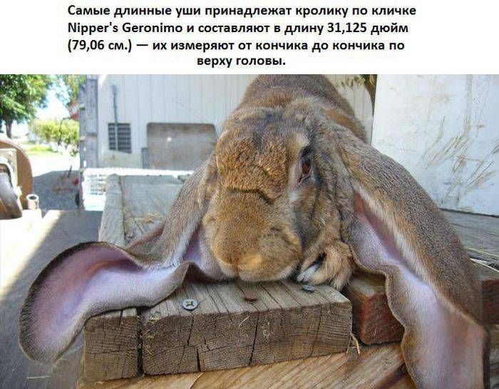 с мики п уши приим и м Міррн Бпуьпімп ак 31115 дым 7906 см их змия ш ющих до кончика по шпиц