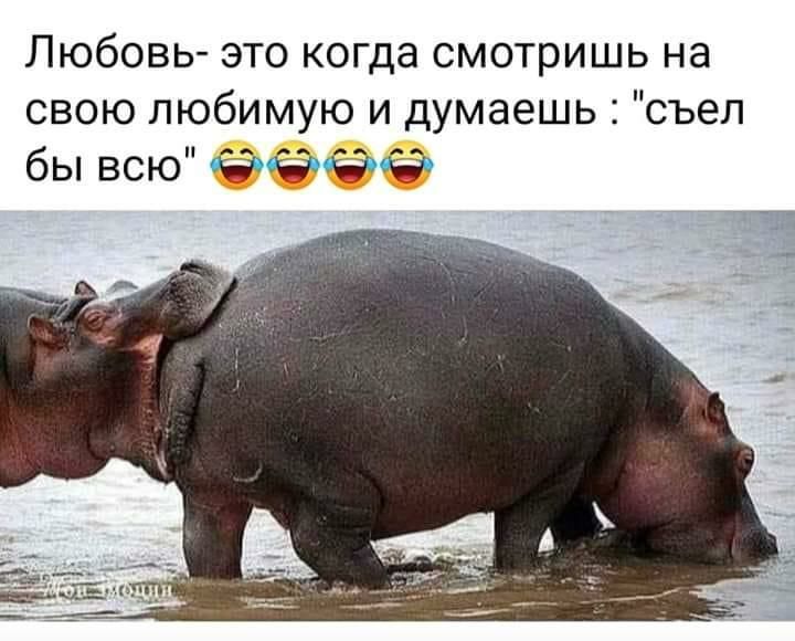 Любовь это когда смотришь на свою любимую и думаешь съел бы всю Ё Ч Е