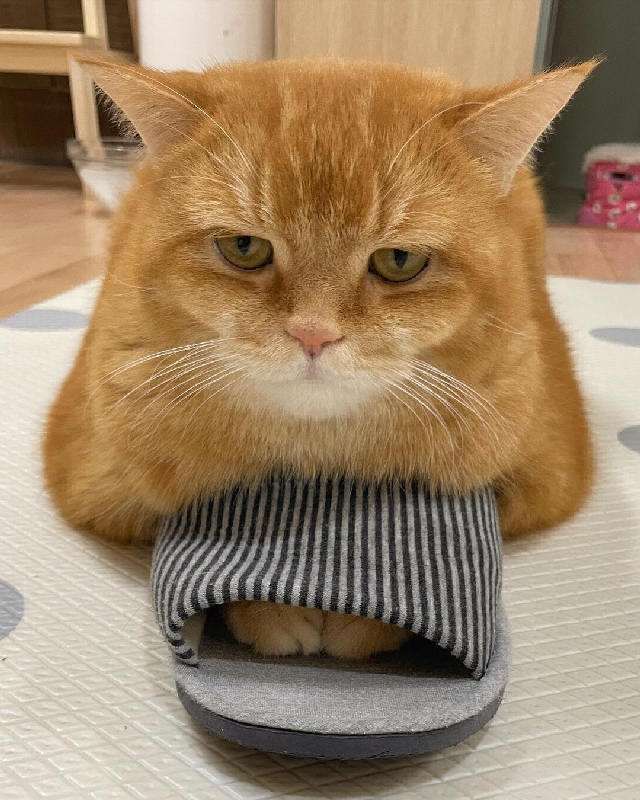 іу д _ _ 921 жжитті